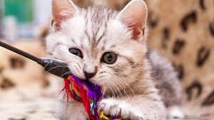 Gato Brincando